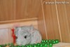 Феликс