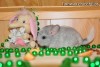 Феликс