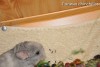 Феликс