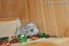 Феликс
