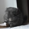 Василий