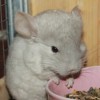 Цукер