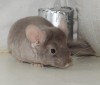 2 мес