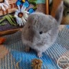 Елка