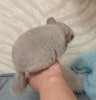 месяц