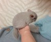 месяц