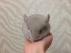 месяц