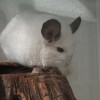 Андриас