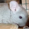 ФанФан УфаЧин