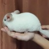 Снежинка
