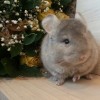 Нутелла