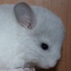 Барин