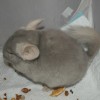 Казимир Алмазов