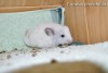 Августина