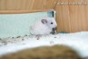 Августина