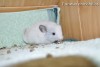 Августина