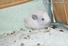 Августина