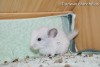 Августина