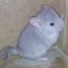 Рыжик