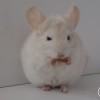Санни Смайлс Голдбар