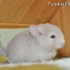 Арамис