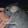 Хайке