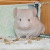 Адонис