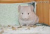 Адонис