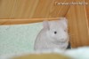 Адонис