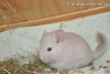 Адонис