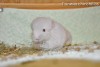 Адонис