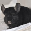 Вартан Н рекс