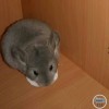 Фоксик