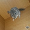 Фиксик