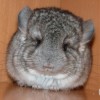 Фафик