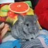 Маргарита