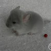 Сквичик