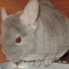 Финик