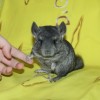 Кевин
