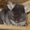 Карина