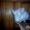 Фархад