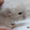 Микки