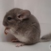 Глок