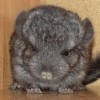Наки