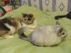 еще одна подружка Лиза