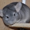 Катрина