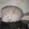 Солнечный Зайчик