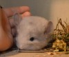 1мес