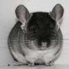 Ежевика