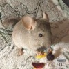 Фил